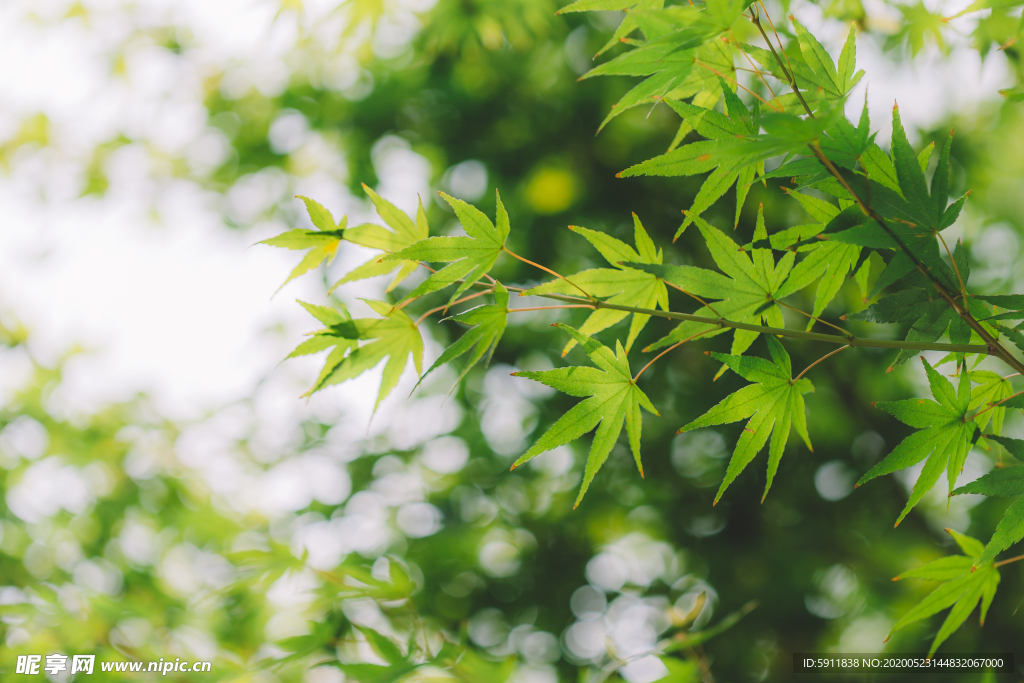 夏天绿色清凉