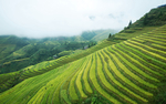 绿色茶山风景
