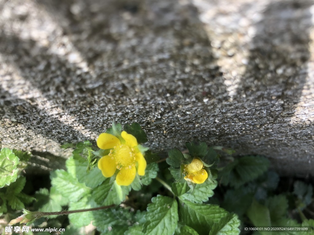 花