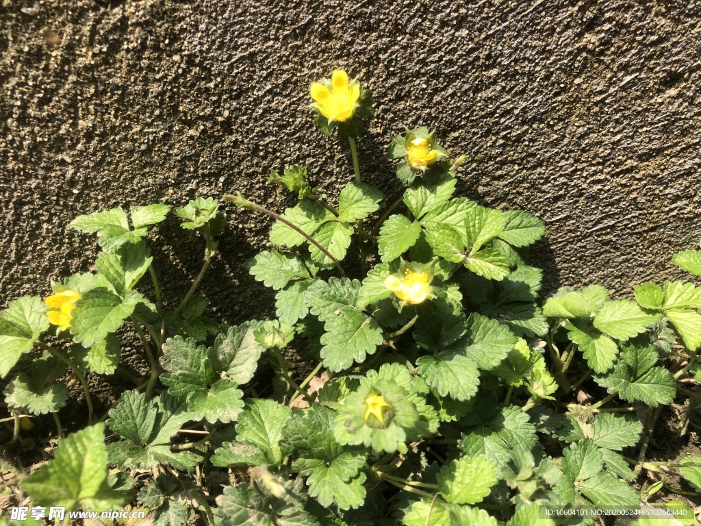 花