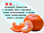 奥桔弹弹卡