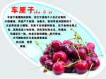 车厘子弹弹卡