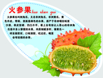 火参果弹弹卡