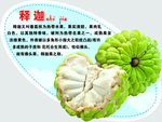 释迦弹弹卡