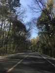 林间小路