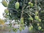 满树台农芒