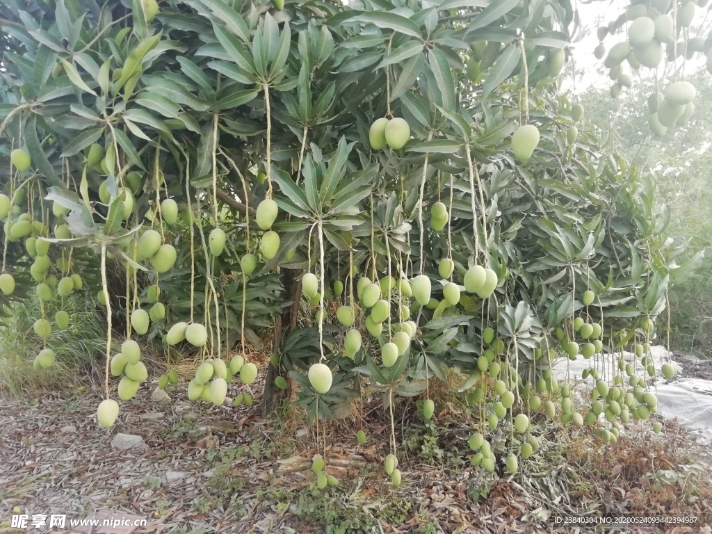 一棵芒果树