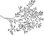 矢量橄榄树枝