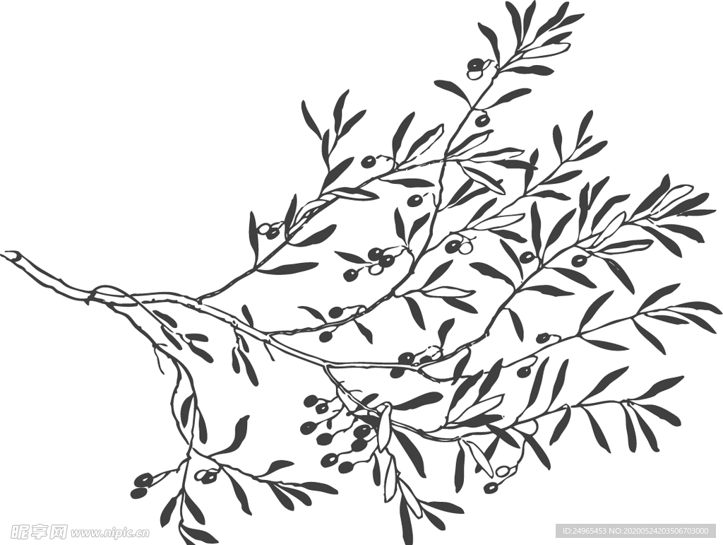 矢量橄榄树枝