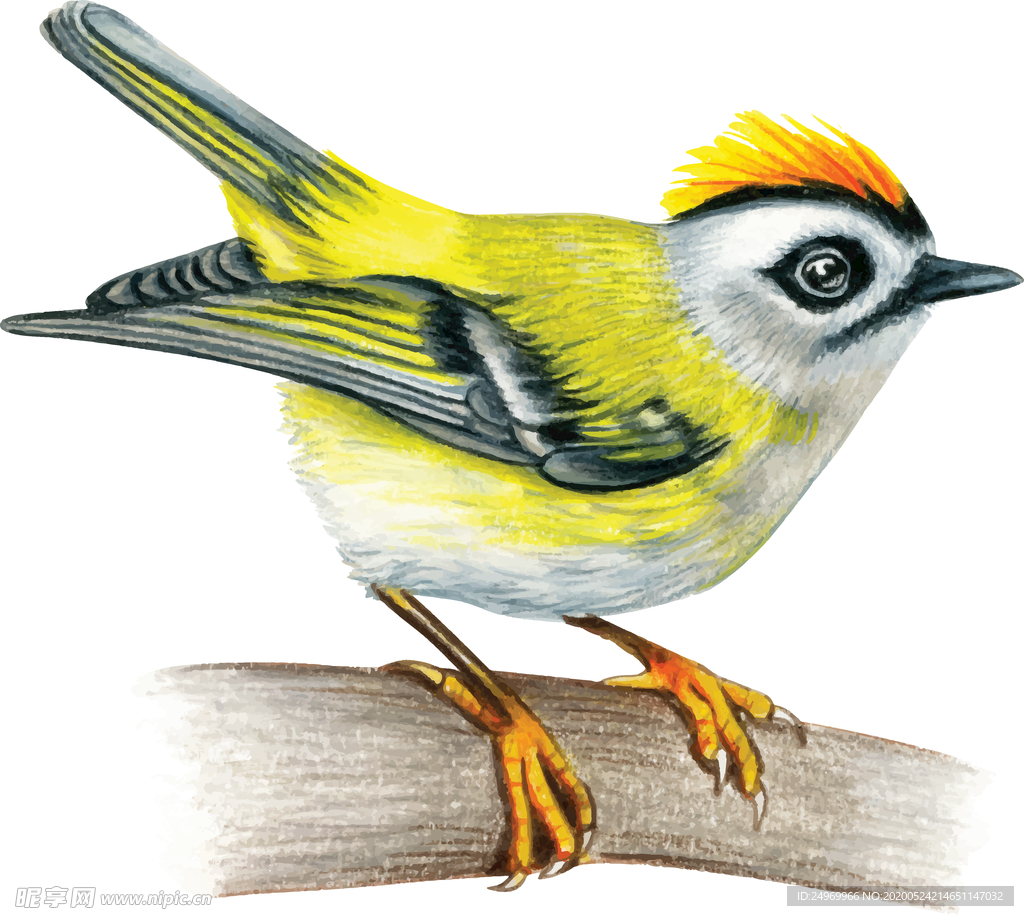 小鸟插画