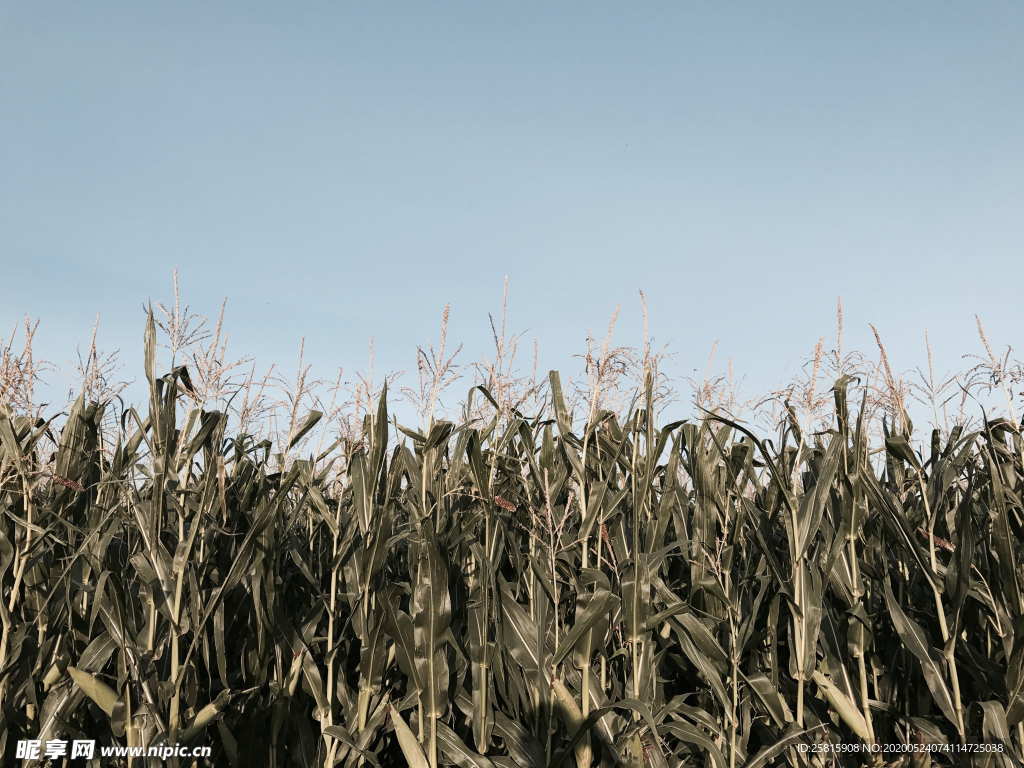 玉米地田园图片