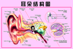 耳朵结构图