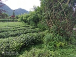 茶园小景
