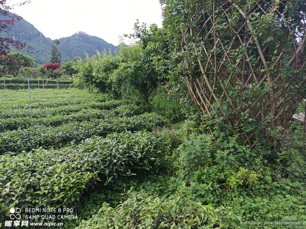 茶园小景