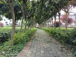 茶园小道