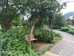 茶园小道