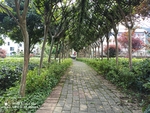 茶园小道