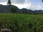 茶园美景