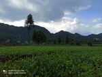 茶园美景