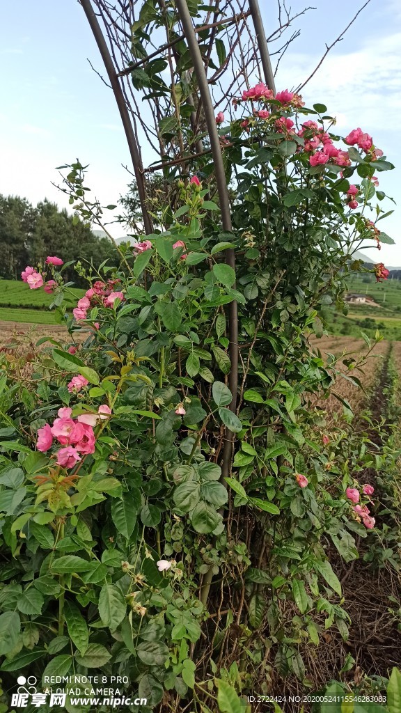 茶园小景