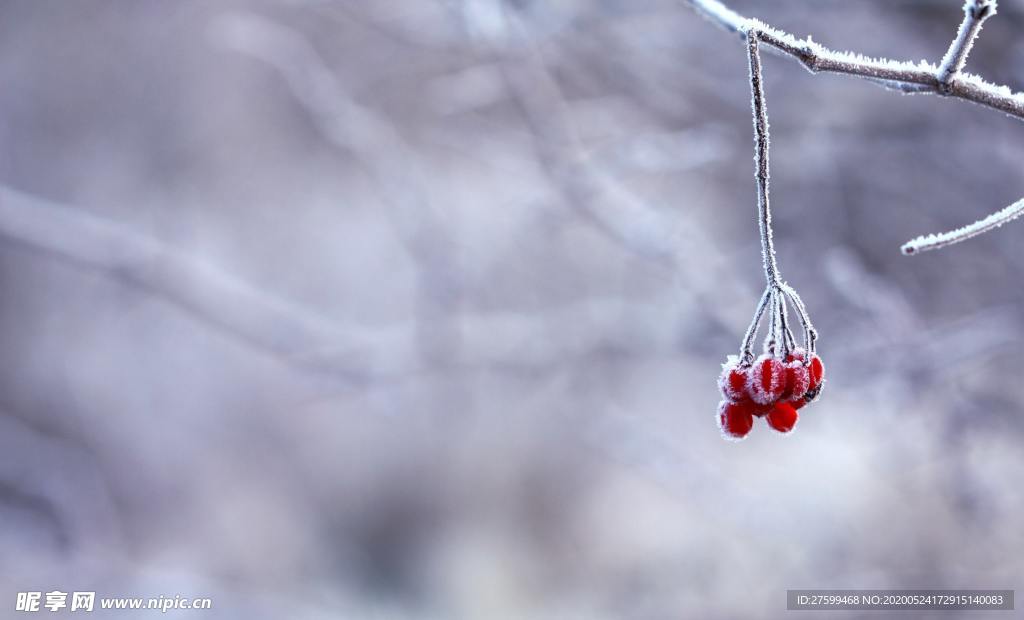 瑞雪