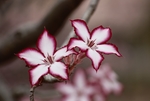 花草