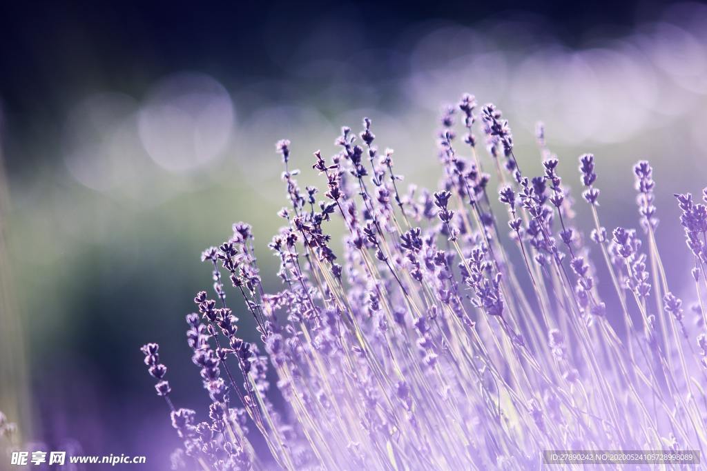花草