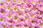 花草