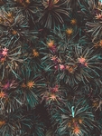 花草