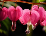 花草
