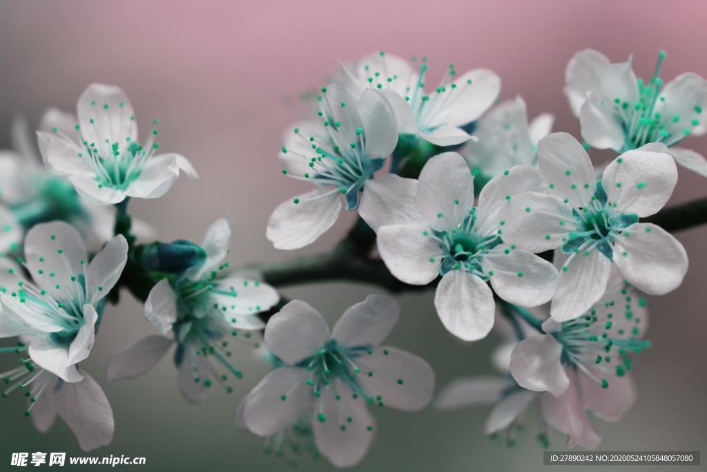 花草