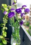 花草
