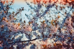 花草