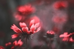 花草
