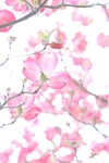 花草