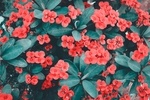 花草