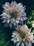 花草