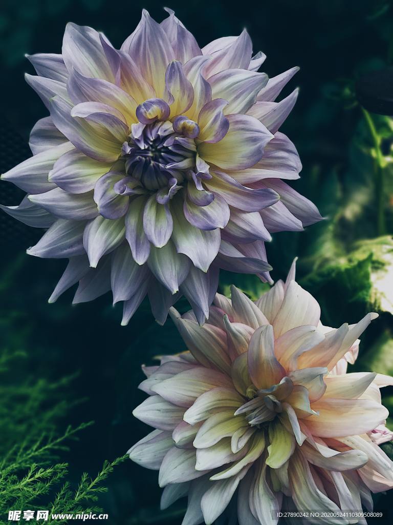 花草