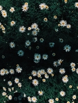 花草