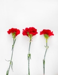 花草