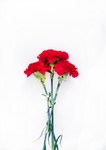 花草