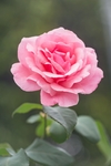 花草
