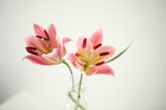 花草