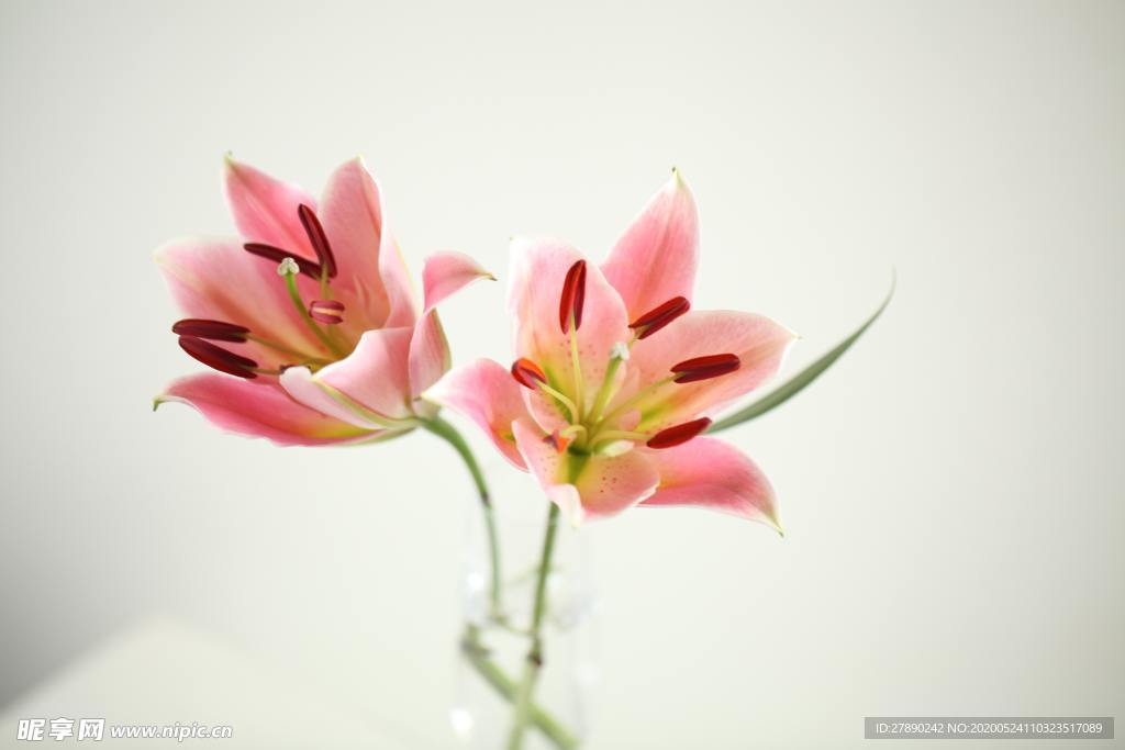 花草