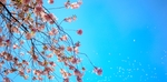 花草