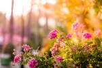 花草