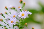 花草