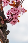 花草