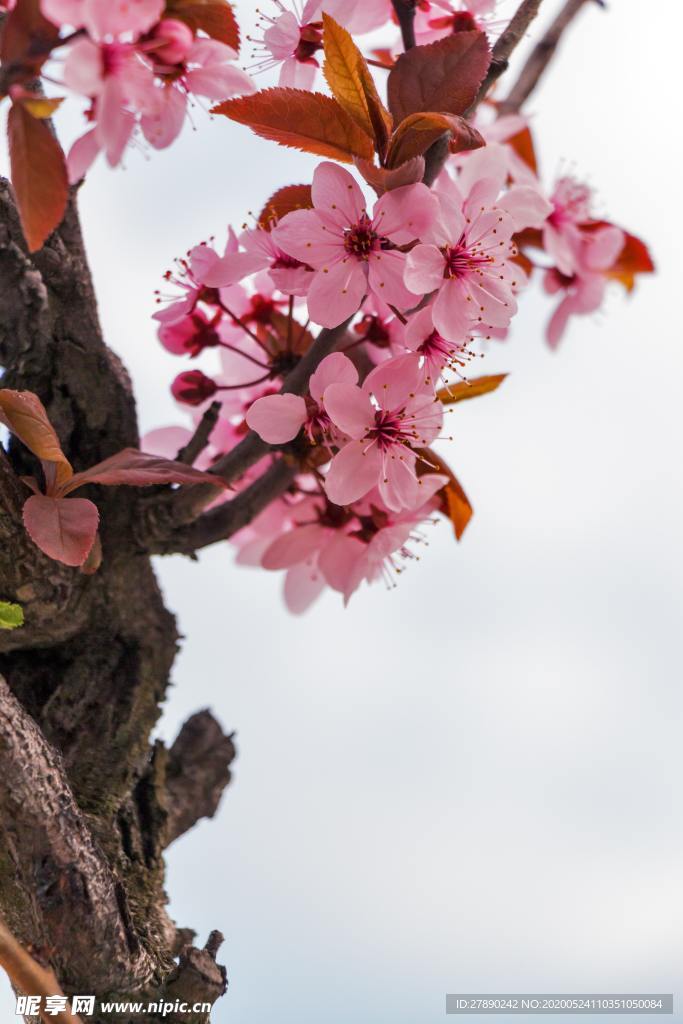 花草