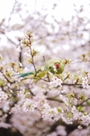 花草